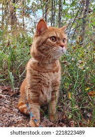 Ginger Cat Walking In The Forest