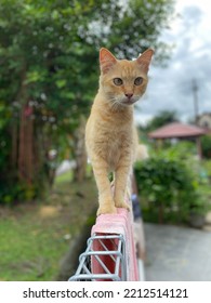 Ginger Cat Walking On The Fence