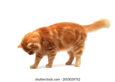 Ginger Cat Walking On Isolated White Background