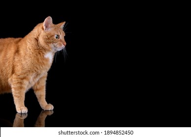 猫 横 歩く の写真素材 画像 写真 Shutterstock