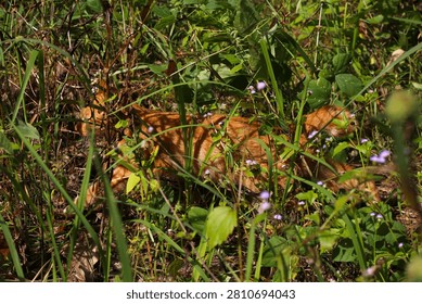 Ginger cat walking through tall green grass field