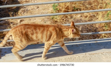 猫 横 歩く の写真素材 画像 写真 Shutterstock