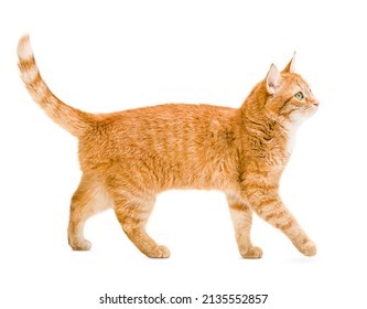 ginger cat walks on a white and isolated background - Shutterstock ID 2135552857