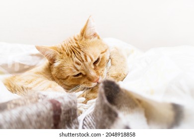 猫 顔 洗う の画像 写真素材 ベクター画像 Shutterstock