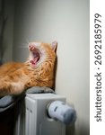 Ginger cat yawning deeply and widely, displaying its sharp fangs on a warm radiator, finding comfort, heat, and a cozy spot during the cold heating season, embodying relaxation and rest