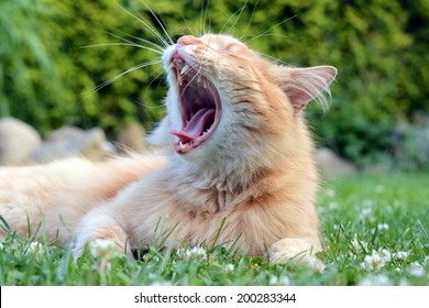 Ginger cat yawns in the garden