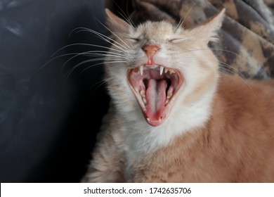 Ginger cat yawns widely against a dark background.