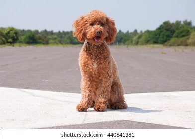 ginger cockapoo