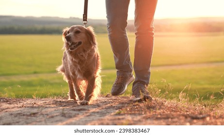 Ginger cocker spaniel dog sniffs ground walking with owner at orange sunset light owner walks curious pedigreed dog in country park owner with small spaniel dog enjoys weekend in evening closeup