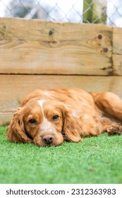 Ginger Cocker Spaniel - Laying down on Astro Turf