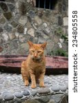 Ginger colored cat at old Sugar Mill converted to Studio in Bequia
