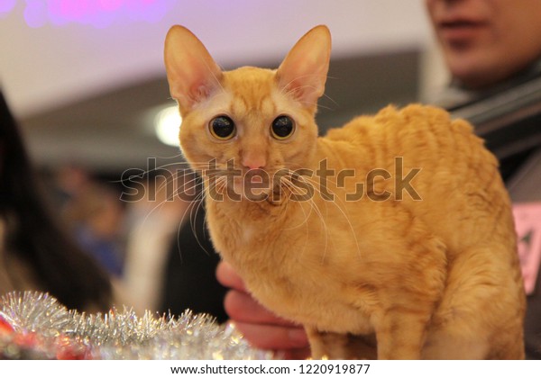 orange cornish rex