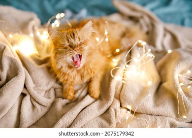 Ginger Cute Fluffy Cat Lies On The Bed With A Birch-colored Sheet And A Soft, Cozy Blanket With New Year Garland On The Background.