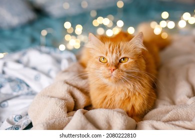 Ginger Cute Fluffy Cat Lies On The Bed With A Birch-colored Sheet And A Soft, Cozy Blanket With New Year Garland On The Background.