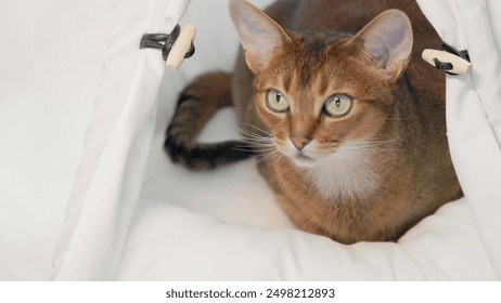 Ginger cute funny cat sitting playing looking and hunting close up. Little best friends. Happy domestic animals at home. Beautiful Abyssinian cat portrait in white pet house. Slow motion 4K - Powered by Shutterstock