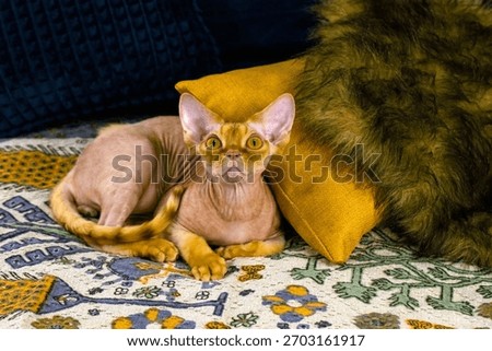 A ginger Devon Rex cat on a bed among blue and yellow pillows