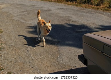 Ginger Dog Mongrel Breed Is Running On Asphalt Road After The Beige Car On Sunny Day. Contrast Scene With Sharp Shadows