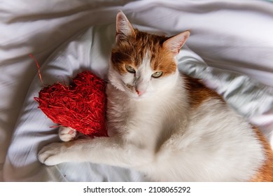 A ginger, domestic cat lies on a white bed, hugging a red heart. Holiday postcard. Pet shelter. Festive cute cat is resting.