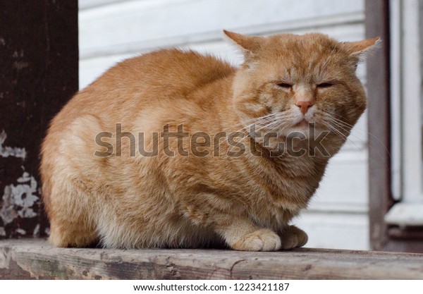 Ginger Fat Domestic Shorthaired Cat Sitting Animals Wildlife