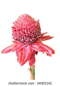 Ginger Flower On White