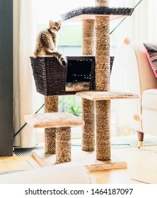 Ginger Funny Kitten Playing On Cat Tree In Living Room At Window. Siberian Purebred Cat 