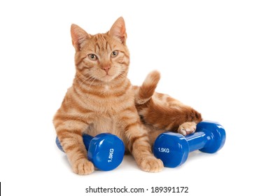 Ginger Gym Cat With Two Dumb Bells, Isolated On White