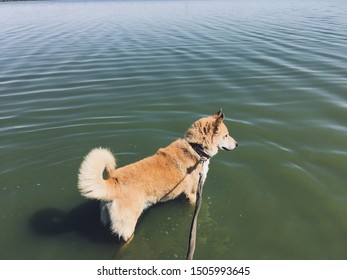 435 Ginger Husky Images, Stock Photos & Vectors | Shutterstock