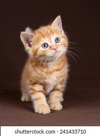 Ginger Kitten