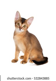 Ginger Kitten Abyssinian Breed On White Background, Red Cat With Yellow Eyes Sitting