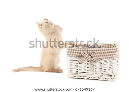 Ginger kitten with basket isolated on a white