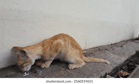 A ginger kitten is captured in a moment of pure focus as it devours its meal. Its intense gaze and hunched posture convey a sense of determination. The kitten's bright orange fur contrast - Powered by Shutterstock