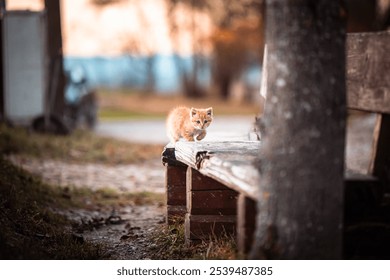 A ginger kitten cautiously stepping on a wooden ledge, exploring the surroundings in a calm outdoor setting - Powered by Shutterstock