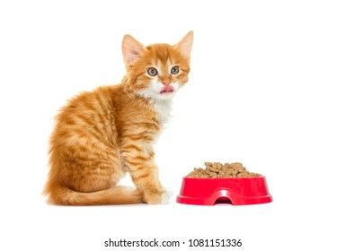 Ginger Kitten Eating Dry Food