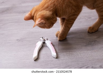 Ginger kitten gnaws scissors for cutting claws close up