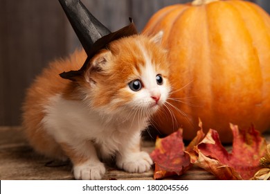 ginger kitten and halloween pumpkin jack-o-lantern and on wood background.