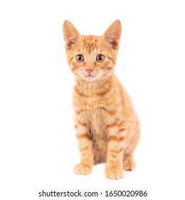 Ginger kitten, isolated on white. Selective focus on head. (1x1)