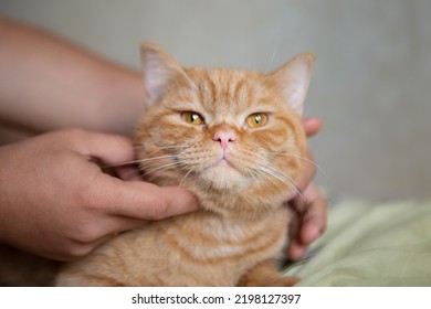 Ginger kitten likes being pets by male hand. Purebed british shorthaired cat.