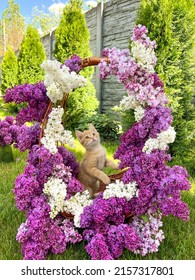 Ginger kitten with lilac flowers in the garden. The kitten sits in the basket.