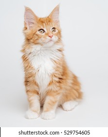 Ginger Kitten Maine Coon.