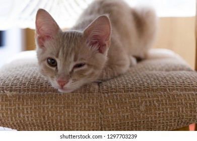 Ginger Kitten On The Chair. Cat Peeps With One Eye. Blink With One Eye. Dormant Cat.