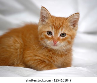 ginger kitten on a light background
