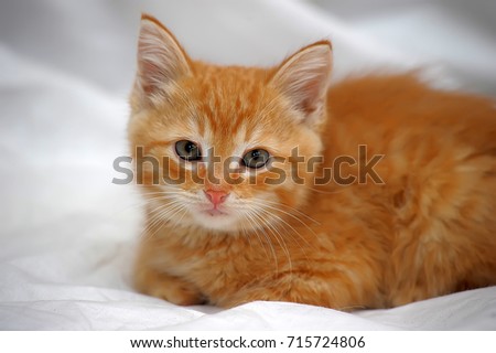 ginger kitten on a light background