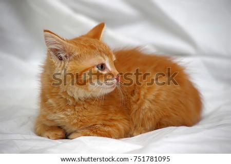 ginger kitten on a light background