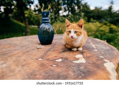 Ginger kitten on the table