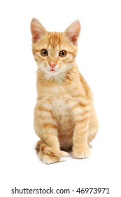 Ginger Kitten On White Background