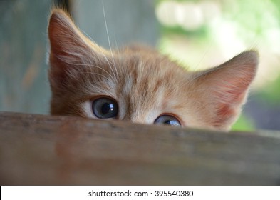 ginger-kitten-peeking-260nw-395540380.jpg