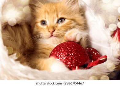 Ginger kitten with a red Christmas tree toy, close-up, bokeh