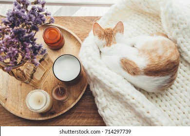 Ginger Kitten Sleeping On Knitted Woolen Sweater. Wooden Tray With Home Decor Near The Window. Fall Weekend Cozy And Hygge Concept. 