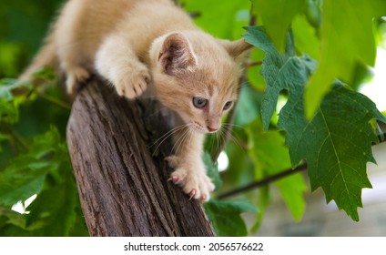 A ginger kitten sneaks up on prey on a tree. Frisky Kitty climbs trees. Playful cat hunter. Kitten is exploring a new world for him. Delight and emotions of joy. - Powered by Shutterstock