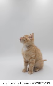 Ginger Kitten With Tounge Out In A Studio